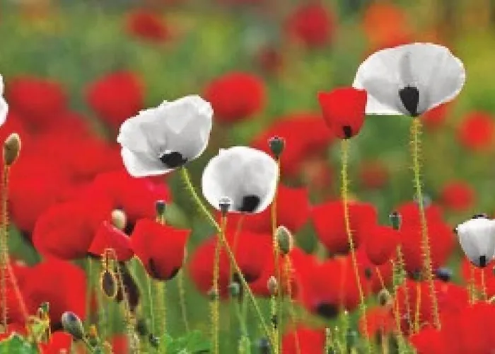 Camping Tente Tipi équipée